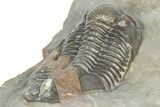 Two Unidentified Proetid Trilobites - Jorf, Morocco #362870-9